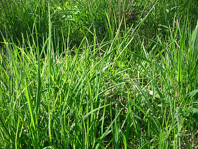 hierba, Prado, hoja de hierba, naturaleza, hierbas, color verde, fondos