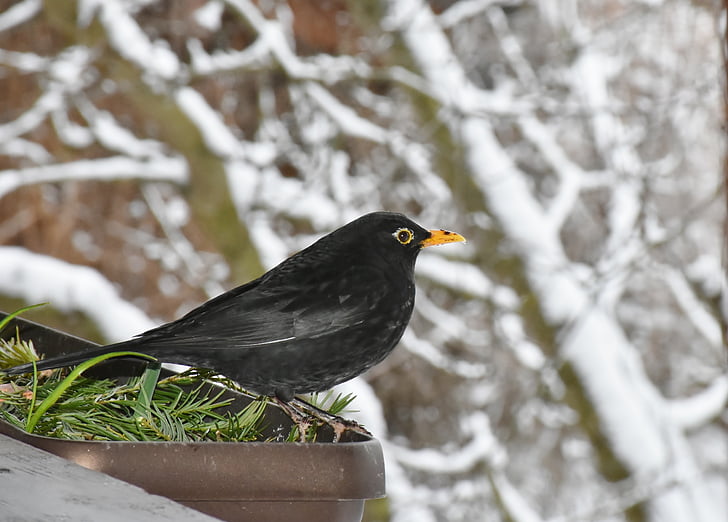 Blackbird, noir, oiseau, nature, animal, plumage, projet de loi