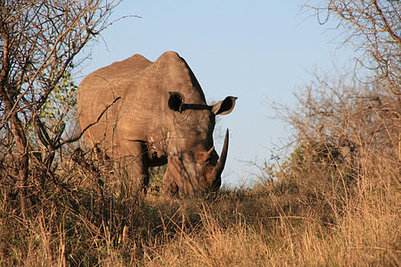코뿔소, 아프리카, 후 피, 코뿔소