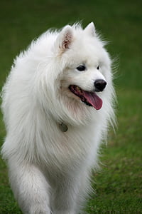 perro, Samoyedo, canino, mascota, raza, animal, furry