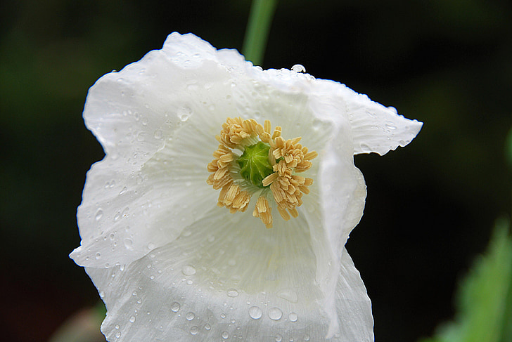 blossom, bloom, poppy, white, close, drop of water, flower