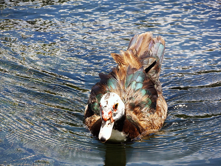 Race, nedando, v, jezero