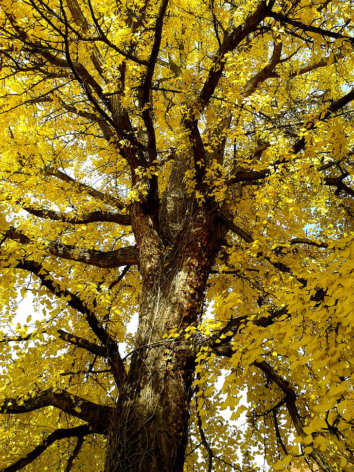 Gingko, ginko, automne, Or, feuilles d’automne, couleurs, arbre
