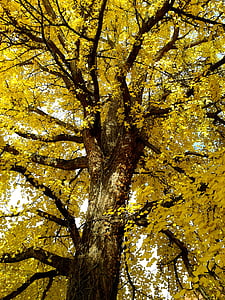 gingko, ginko, autumn, golden, autumn leaves, colors, tree