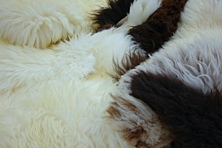 fleece, hide, wool, sheep, fluffy, animal hide, sheep wool