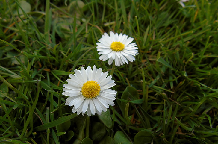 Daisy, blomma, prästkragar, äng, gräs, naturen, små blommor