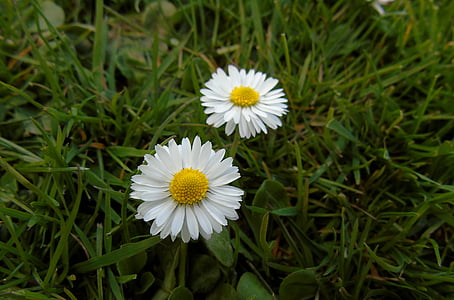 Daisy, kukka, koiranputkea, niitty, ruoho, Luonto, pienet kukat