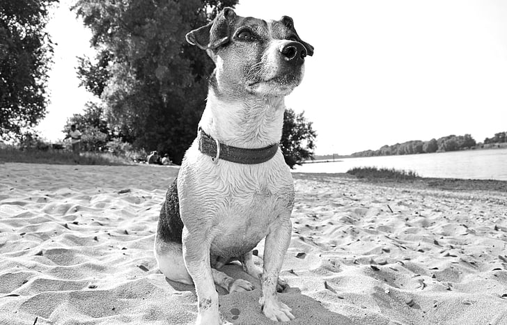 cane, Terrier, spiaggia, animale domestico, muso, sguardo del cane, Ritratto del cane