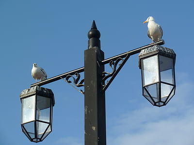 bird, seagull, beach, wildlife, lamp