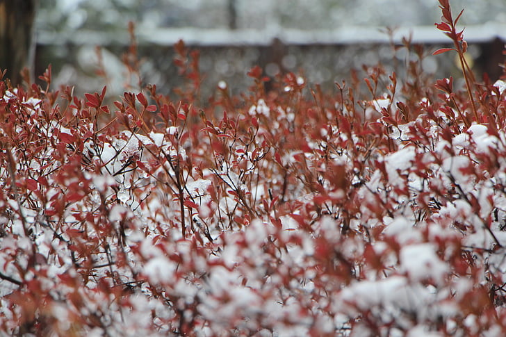l'hivern, neu, fusta, paisatge, en el fred, arbre, flor de neu