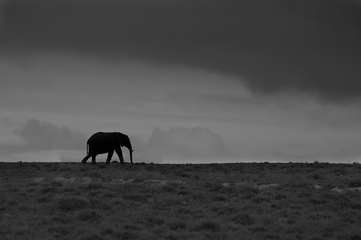 elephant, skyline, mono, black and white, field, loneliness, wild