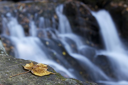 daun, air terjun, musim gugur, musim gugur, air, pemandangan, lingkungan