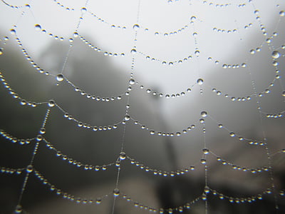 web, Critter, nước, độ ẩm