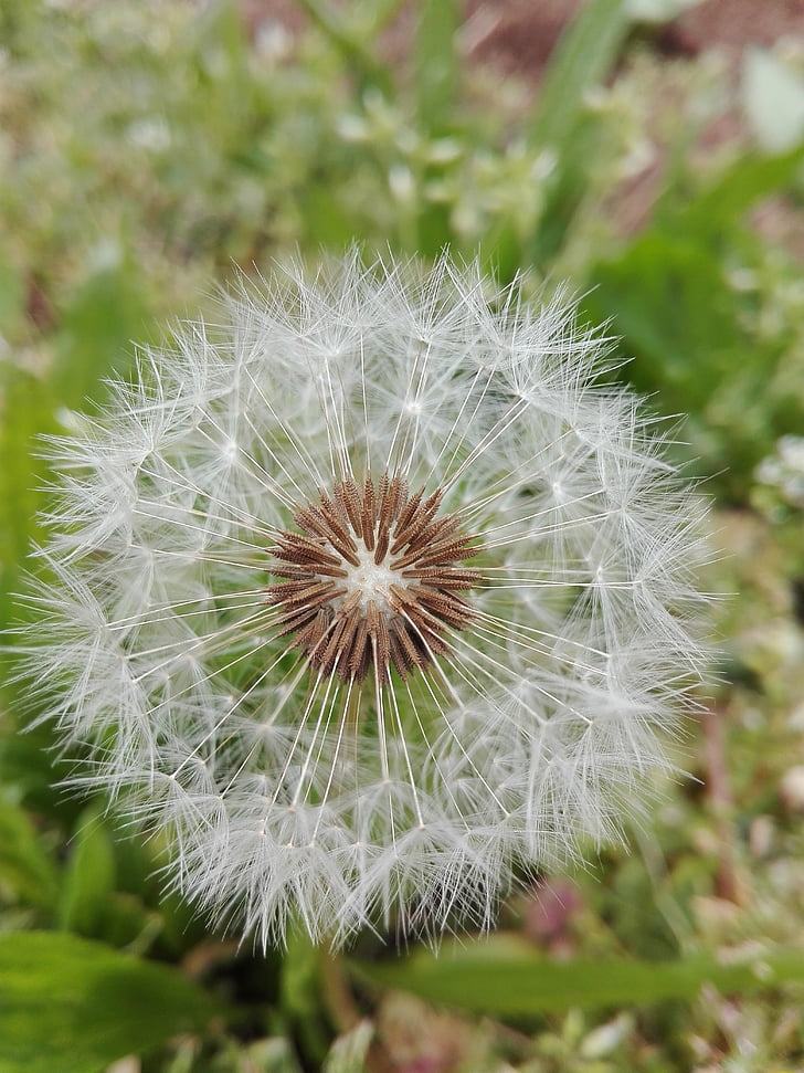 flower, spring, photomicrography