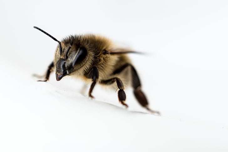 пчела, затвори, насекоми, едно животно, животните теми, животните дивата природа, животни в дивата природа