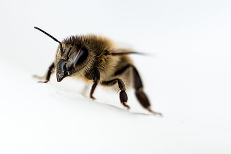 abeille, fermer, insecte, un animal, animal thèmes, faune animale, animaux à l’état sauvage