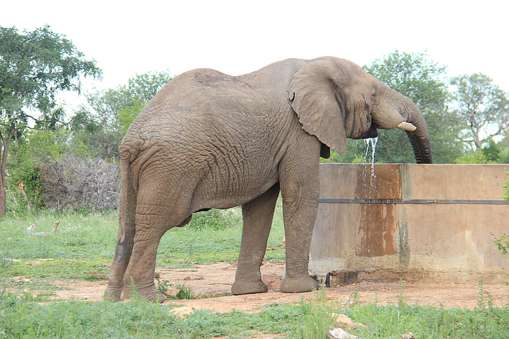 Elephant, on, juoma
