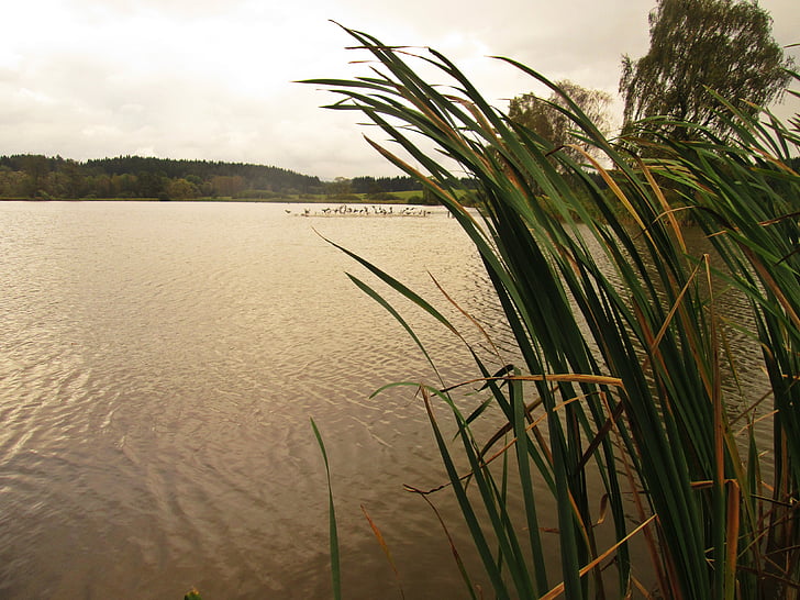 sudul Boemiei, Lacul, stuf