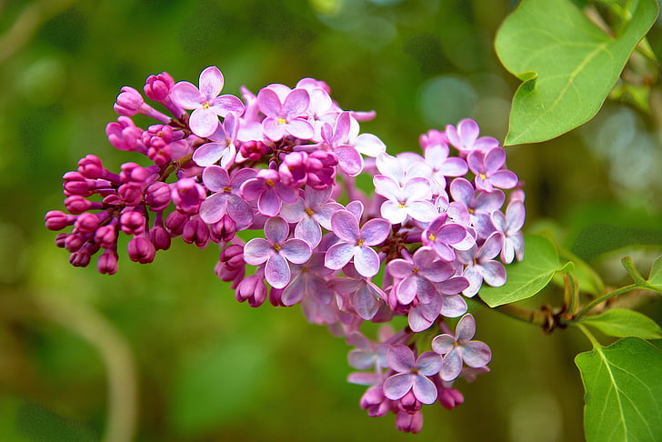 musim semi, Bush, ungu, merah muda, mekar, ungu, alam
