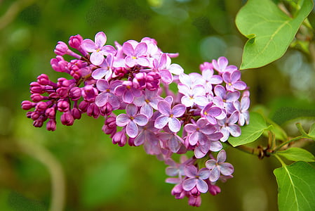 spring, bush, lilac, pink, bloom, purple, nature