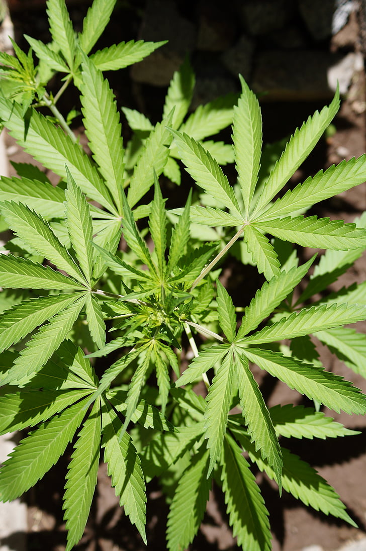 cannabis, hoja, naturaleza, marihuana, hierba de cannabis, planta de cannabis, planta, narcótico