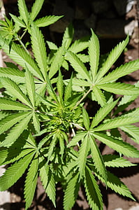 cannabis, feuille, nature, marijuana - herbe de cannabis, plante de cannabis, plante, stupéfiant