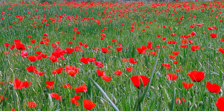 Pipacsok, virágok, piros, a mező, tavaszi, vadvirágok, Piros virágok