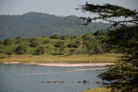 Tanzania, Arusha np, momela, Hồ nước, cảnh quan, màu xanh lá cây, Thiên nhiên