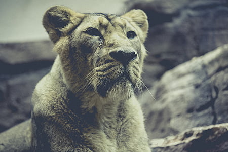 sư tử, sở thú, động vật ăn thịt, con mèo, mèo rừng, thế giới động vật, động vật hoang dã