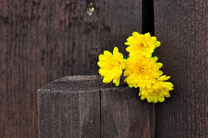 chrizantemos, gėlės, geltona, medienos, tvora, makro, fono
