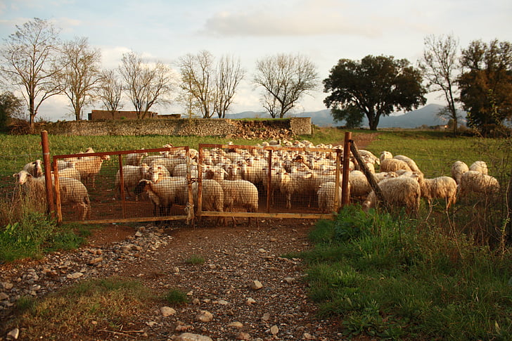 naturen, fåren, flock, gräs, Prato, träd