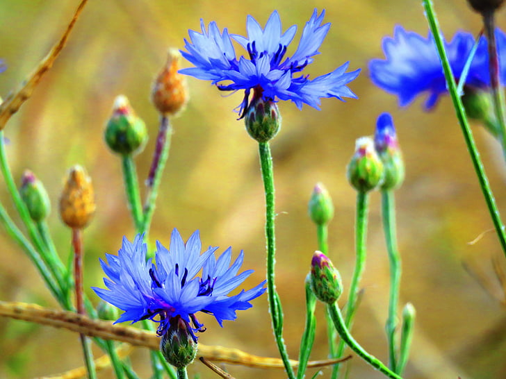 Búzavirág, kék, Wild flower, zár, búzatábla, gabonafélék, hegyes virág
