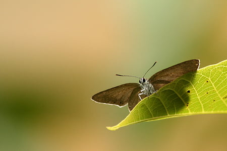vlinder, dieren, vlinder vleugels, natuur, diversiteit, lente, insecten