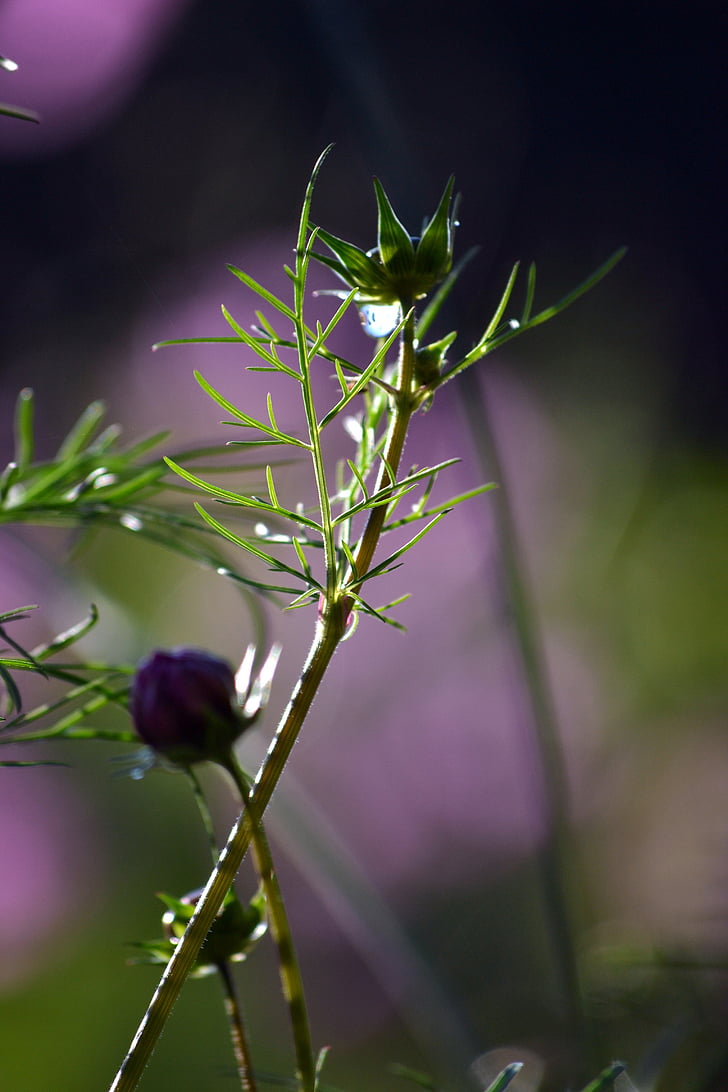 growing, spring, garden