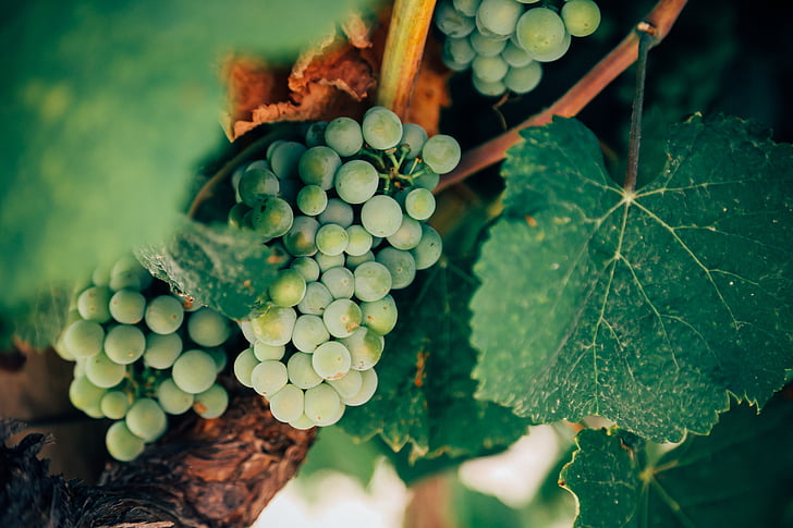 druiven, winegrapes, fruit, oogst, Grapevine, wijn, groen