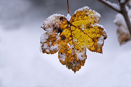 winter, leaves, leaf, brown, yellow, snow, snowy