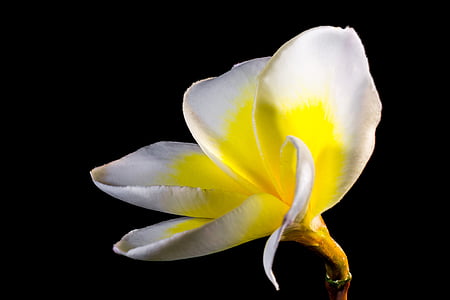 frangipani, plumeria, flower, blossom, bloom, white yellow, frangipandi