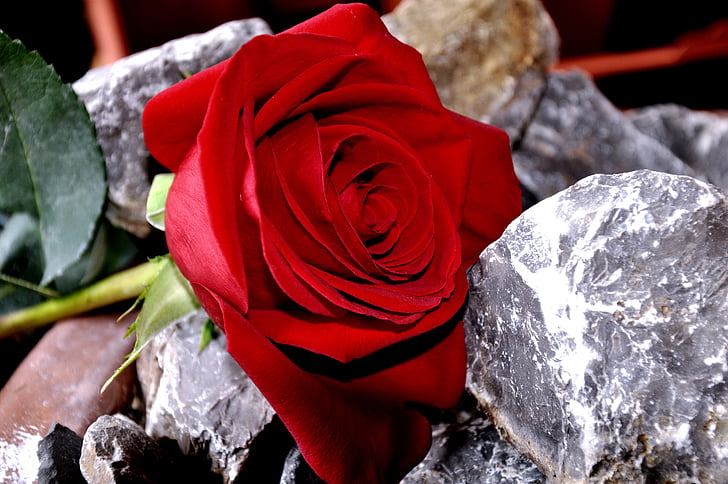 Rózsa, kő, piros, Rose - virág, természet, szirom, virág