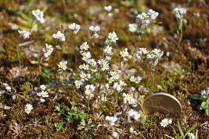 Moss, blomma, naturen