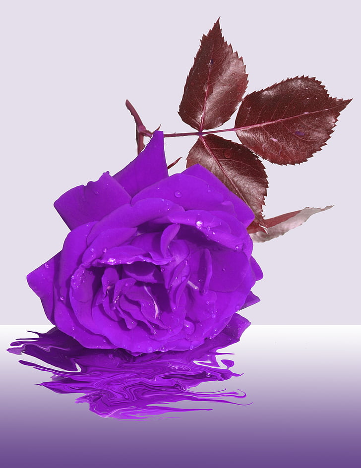 mourning, flower, memory, condolences, rose, purple, trauerkarte