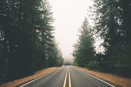 fog, foggy, forest, road, straight, street, nature