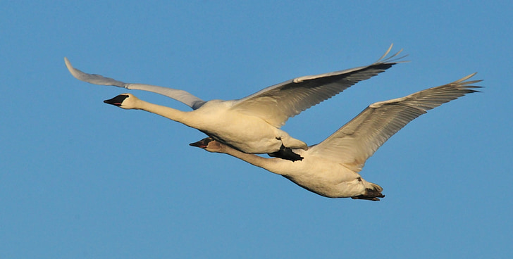 Trumpeter swans, vliegen, vogels, dieren in het wild, natuur, paar, vlucht