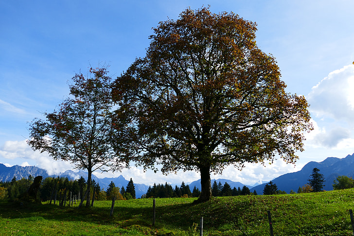 jesensko razpoloženje, gore, jeseni, Alpski, krajine, narave, drevo