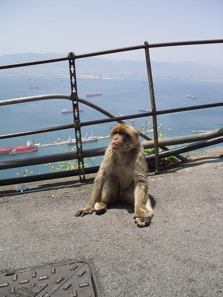 Gibraltaras, beždžionė, Berberinis ape, Ispanija, Anglijoje, gyvūnų, žinduolis