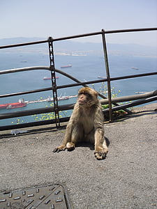 gibraltar, monkey, barbary ape, spain, england, animal, mammal