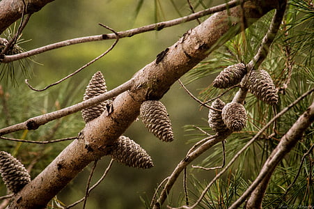 pine cones, tree, nature, green, forest, branch, winter