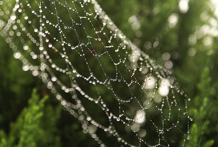 cobweb, rosa, morning dew, the delicacy, sharpness, nature, after the storm