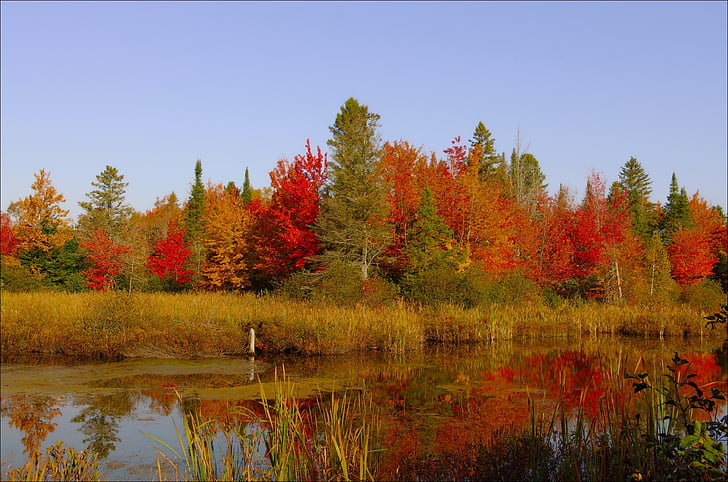 кольори, падіння, помаранчевий, червоний, Природа, дерева, листя