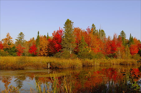 cores, Outono, laranja, vermelho, natureza, árvores, folhas