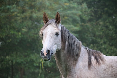 kuda, cetakan, keturunan asli Arab., musim gugur, kepala kuda, padang rumput, rumput